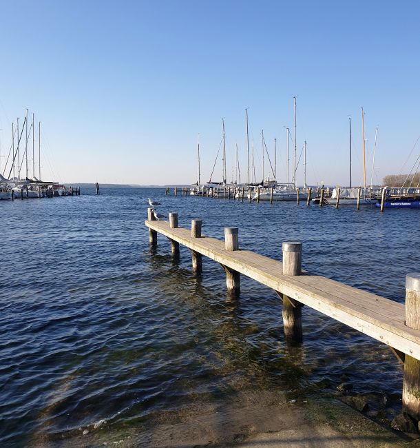 Rerik Ostsee Salzhaff Hafen Möwen